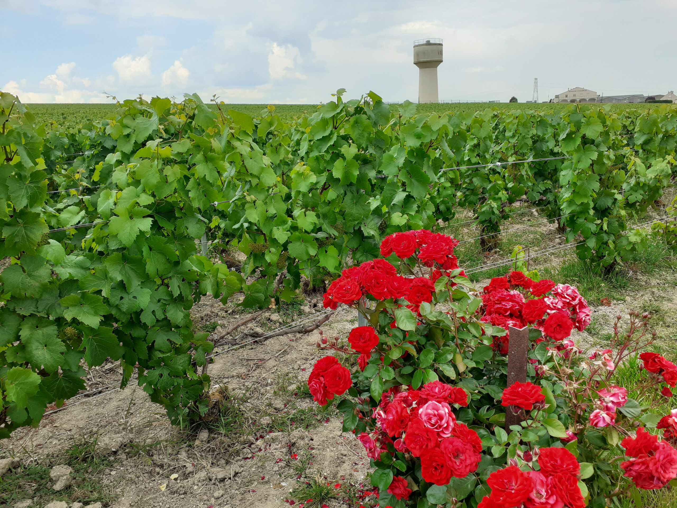rb roses