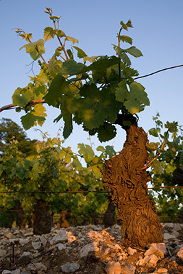 terroir