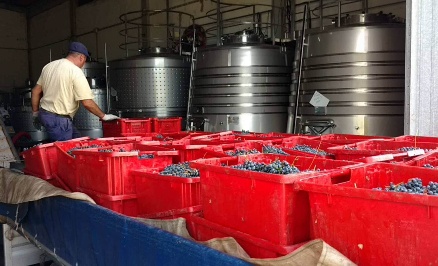 foto_uvas_chegando na Adega_caixas vermelhas